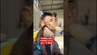 Feeding baby monkey mocci part. 12 🤤🍼 #monkey #babymonkey #animals #scaredmonkey #shortsvideo #short