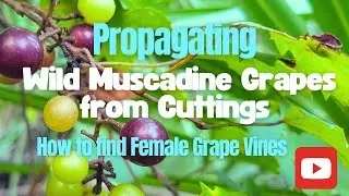Propagating Muscadine Grapes from Cuttings with 1 Year Update - How to Find Female Grape Vines