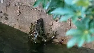 Falling iguanas🦎: Cold weather prompts unusual warning in Florida