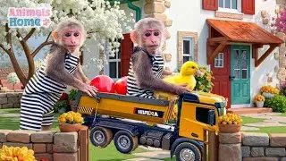 Smart BiBi monkey helps dad harvest fruit at the farm