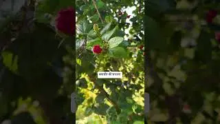 बवासीर का घरेलू उपाय#hibiscus #hibiscuspowder #flowers #viralvideo #reels #trending
