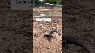 Releasing 13 alligators into their new enclosure! #animal #animals #coolanimals #amazinganimals