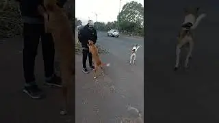 tutu🐕🐾😍 #shor #shorts #viral #dogs #tutu #youtube