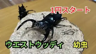 １円スタート！　ウエストウッディ原名亜種　幼虫販売　販売生体紹介！！