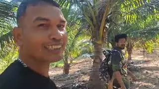 Setting fishing nets in a coconut plantation in Sa Kaeo.