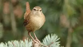 A Bobbing Wren - Troglodytes troglodytes