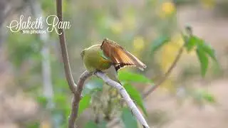 GREEN BEE-EATER PREENING