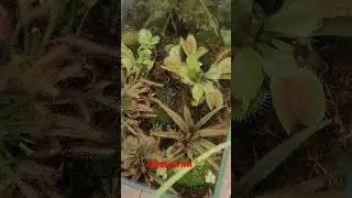 флорариум с хищниками #хищныерастения #drosera #plants #хобби #экзотическиерастения #homegarden