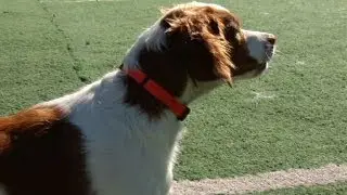 Health Check: Some simple steps can prevent an obese pet