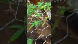 Revegged plants, how to reveg/monster crop/ super crop