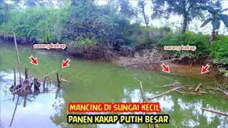 viral..!! mancing di sungai kecil panen kakap besar-mancing kakap