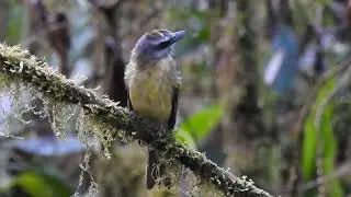 Golden-bellied Flycatcher gets a big beetle, Las Cotingas Reserve, Ecuador