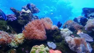 Aquarium with sensory sounds SEN