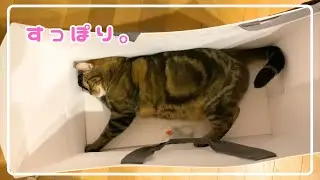 【ほっけ】巨大な紙袋で遊んでみた結果…！【アメショ】#猫