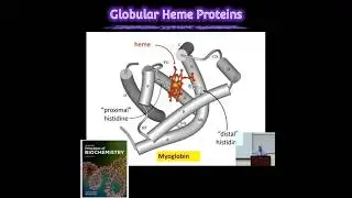 Globular Heme Proteins: Cellular Roles @Metabolism Made Easy