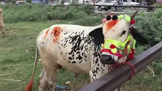 Animal Mandi In Attock City With New Prices
