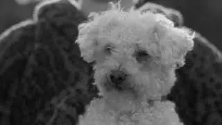 Patrick Goddard, Animal Antics, 2021, Trailer 3