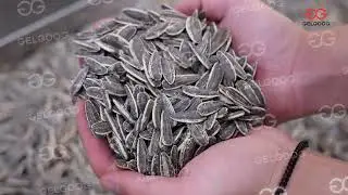 Salted Sunflower Seeds Production Machine