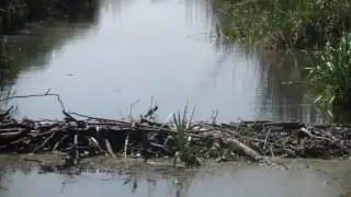 Awissa, bobry, tama.
