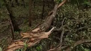 Aerial Views of My Property Damage to Trees From High Winds and Hail