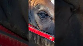 Cow crying 🐂😢💔🥹 #short #youtubeshorts #shortvideo #cow