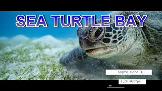 Sea Turtle Bay  - Die Bucht der Meeresschildkr&ouml;ten - Abu Dabbab - Gopro Hero 10 @5,3k 60fps