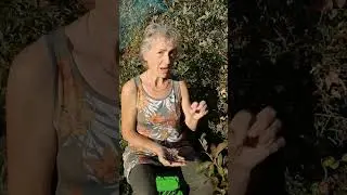 Health Benefits of Blueberries & Blueberry Leaves