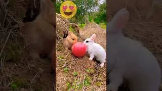 Funny cute Rabbit 2023 😍😘 #shorts #bunny #cute #rabbit #viral #trending #shortfeed #youtubeshorts