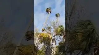 Massive Ancient Palmetto Palm Jungle Hammocks of Crystal River Florida