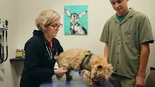 Boise Animal Health and Urgent Care - Same Day Veterinary Urgent Care
