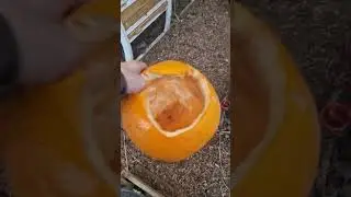 Feeding Chickens Leftover Pumpkin 🎃🐓🐔 #chickens #shorts #halloween