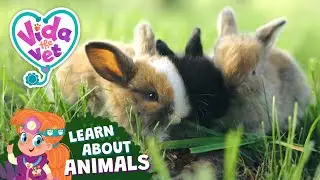 Let&rsquo;s Learn About Rabbits 🐰 | @VidaTheVet | Animal Facts | Educational Videos for Kids #animals