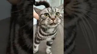 Мурлыка Тонни😻 #petsplace #cat