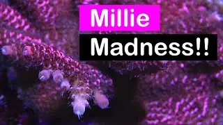 Millie Madness!!