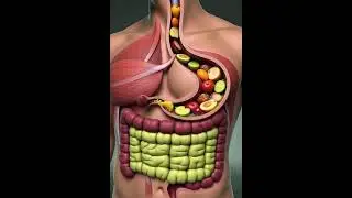 The SHOCKING TRUTH About How Your Body DIGESTS Fruits and Vegetables #usa