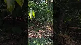 Wild chicken trap
