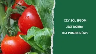 S&oacute;l Epsom w uprawie pomidor&oacute;w | Jak stosować, by mieć duże plony?