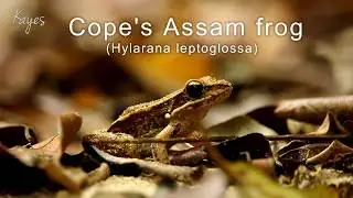 Cope's Assam frog Hylarana leptoglossa ON THE FOREST FLOOR