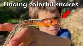 Finding COLORFUL snakes crossing the path! Fantastic march herping in Oregon!
