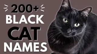 200+ Brilliant BLACK Cat Names ⚫ | Boy & Girl Black Cat Names