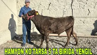 Iskandar ukamizdan yangi partiya 5 ta buqa bir joyda ulgurib qoling 1-yanvar, 2026