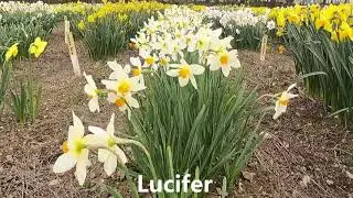 Scamps daffodil collection