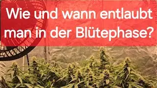 》 Cannabis in der Bl&uuml;tephase RICHTIG entlauben《