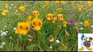 Kaas Plateau (Kaas Pathar) 2018| UNESCO World Natural Heritage Site