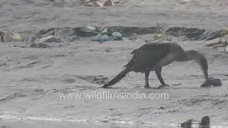 Indian cormorant fishing in polluted Yamuna River Delhi