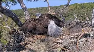 NEFL Eagles ~ BEAU PROTECTS NE32 & NE33 FROM SUB ADULT INTRUDER FOR NEARLY 2 HOURS!  1.21.26
