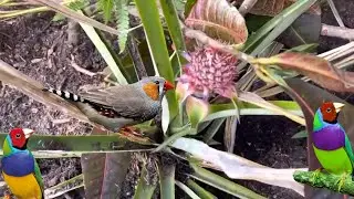 Decorating Your Bird Aviary With Pineapple Plants