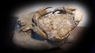 &dagger; Eriphia cocchii Ristori 1886