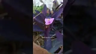 Beautiful flowers of nature 🌺|| 4K video #vlog #new #viral #shortvideo #shortsvideo #shorts #short