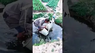 Innovative watering system: farmers using shoulder buckets